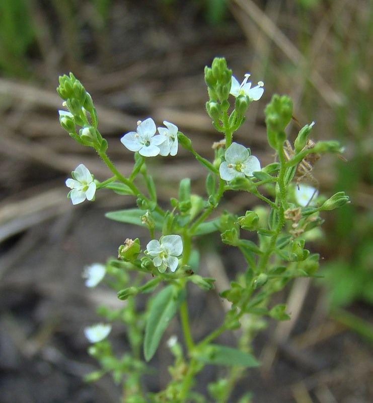 Image of Veronica anagallis-aquatica specimen.