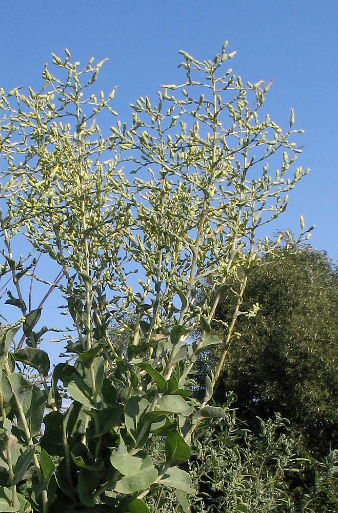 Image of Lactuca sativa specimen.