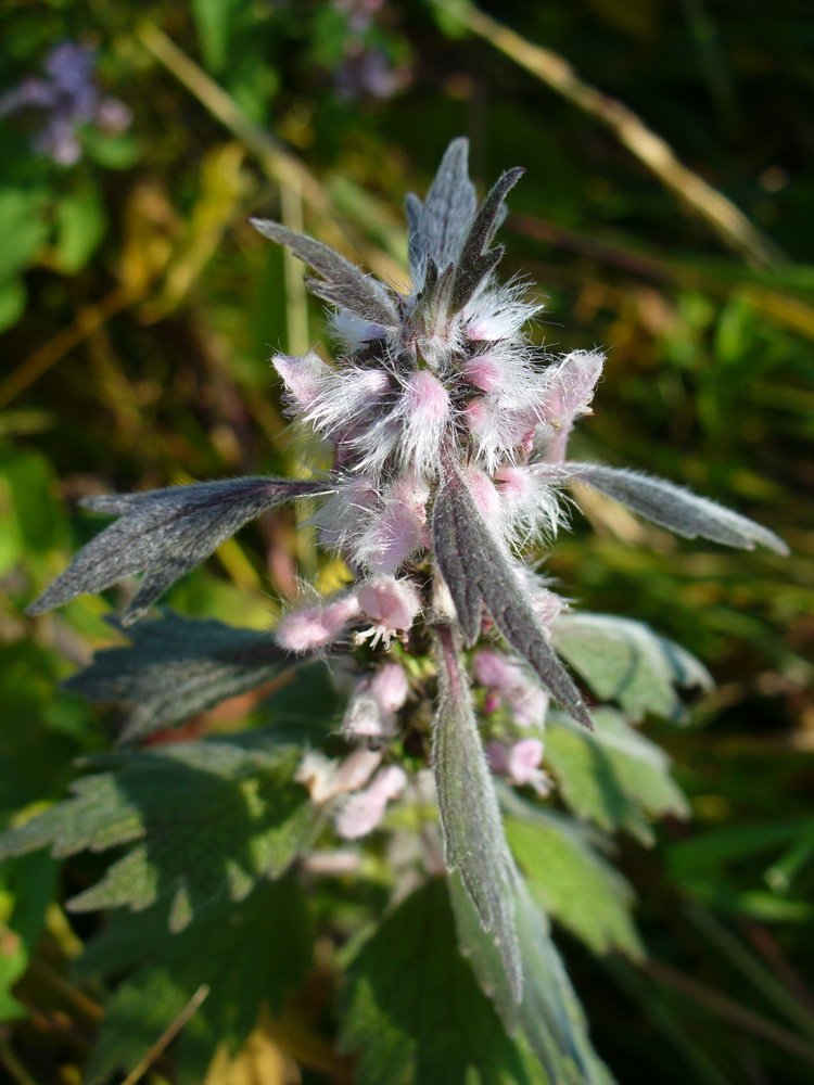 Image of Leonurus quinquelobatus specimen.