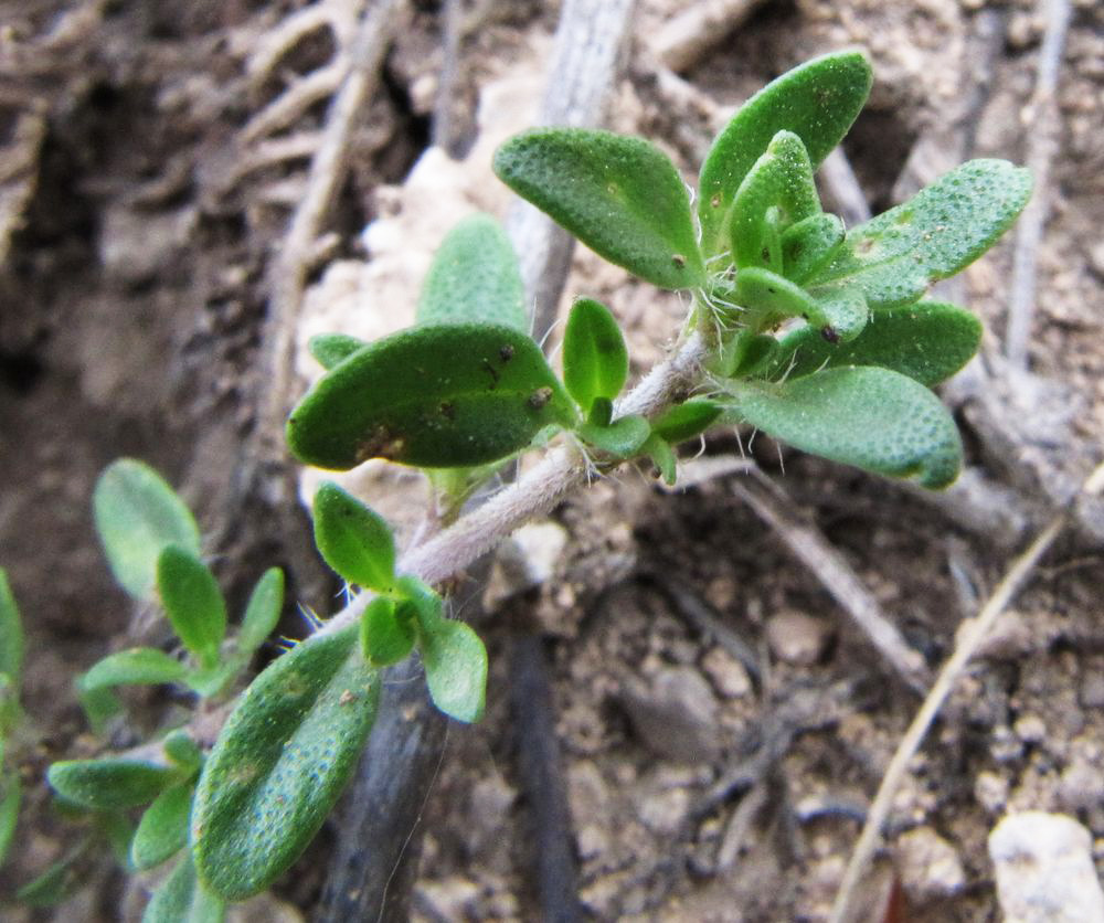 Изображение особи Thymus bashkiriensis.