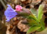 Pulmonaria obscura