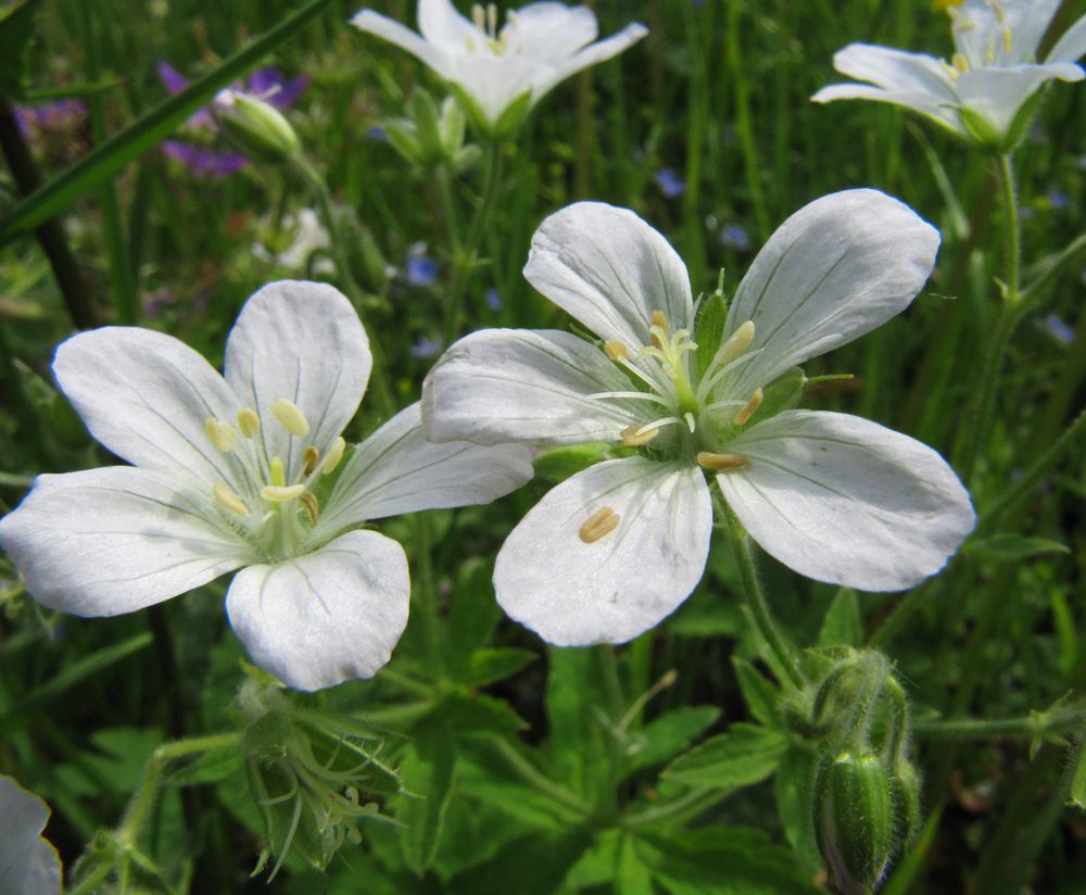 Image of Geranium sylvaticum specimen.