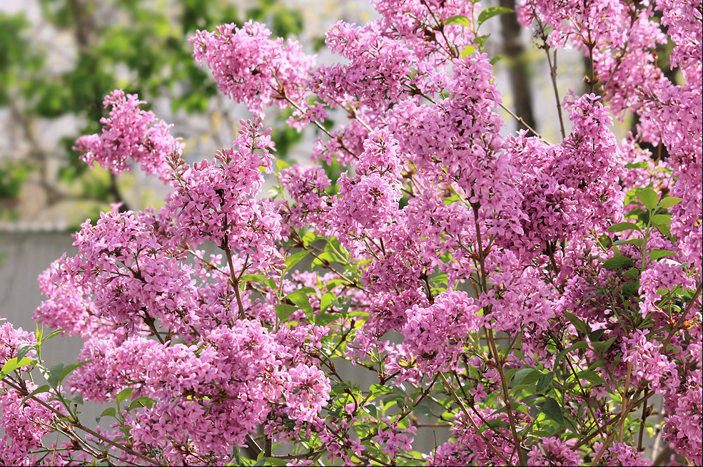 Изображение особи Syringa persica.