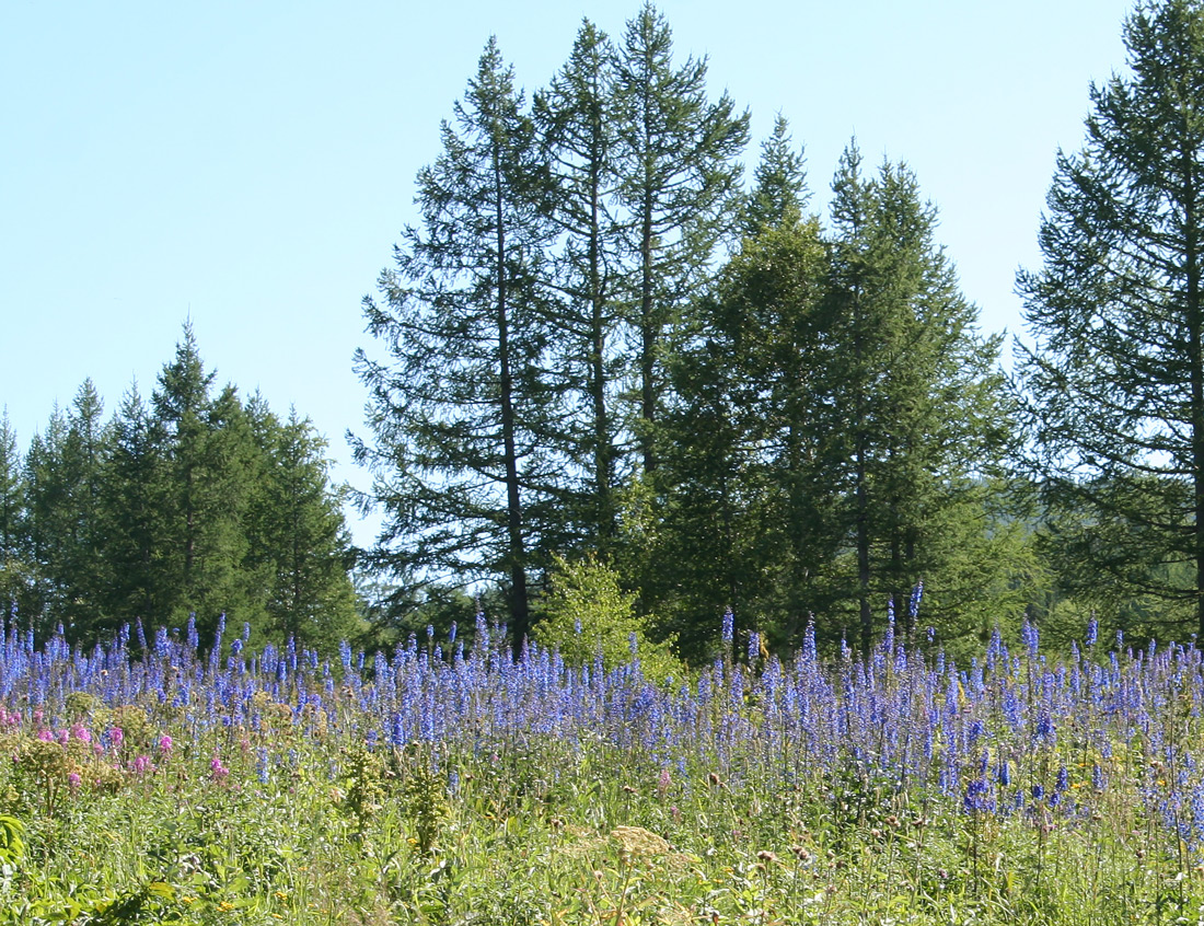 Изображение особи Delphinium elatum.