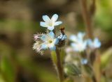 Myosotis micrantha