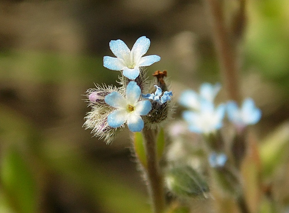 Изображение особи Myosotis micrantha.