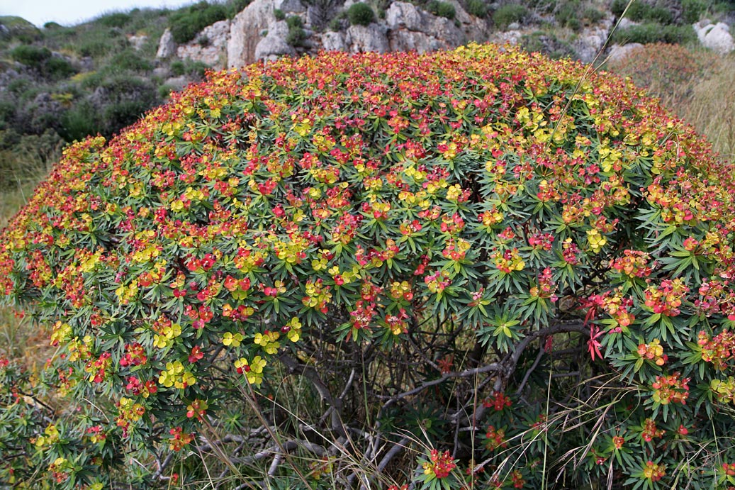 Изображение особи Euphorbia dendroides.