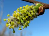 Salix cinerea