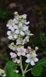 Rubus canescens. Верхушка побега с соцветием. Израиль, Верхняя Галилея, подножие горы Мерон, рудеральное местообитание. 10.05.2014.