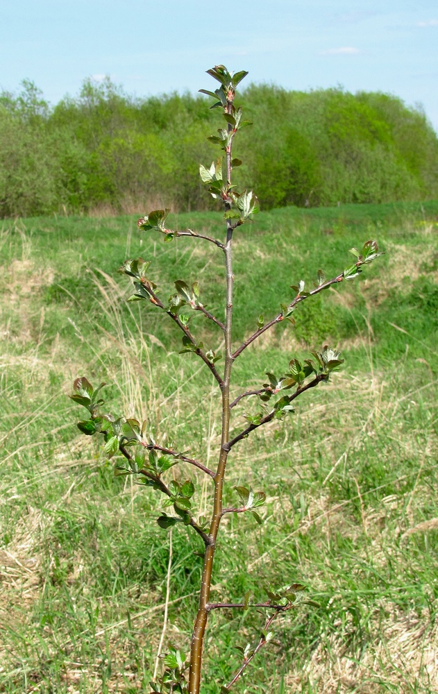 Изображение особи &times; Sorbaronia mitschurinii.