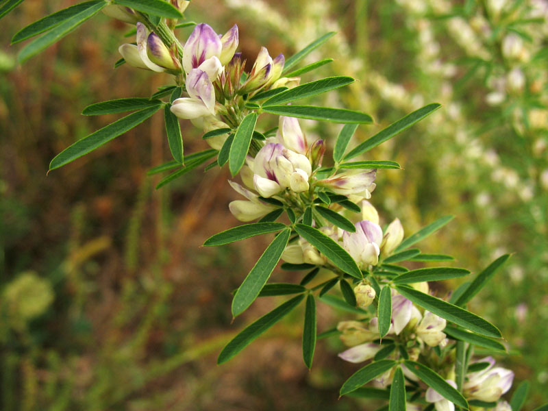 Изображение особи Lespedeza juncea.