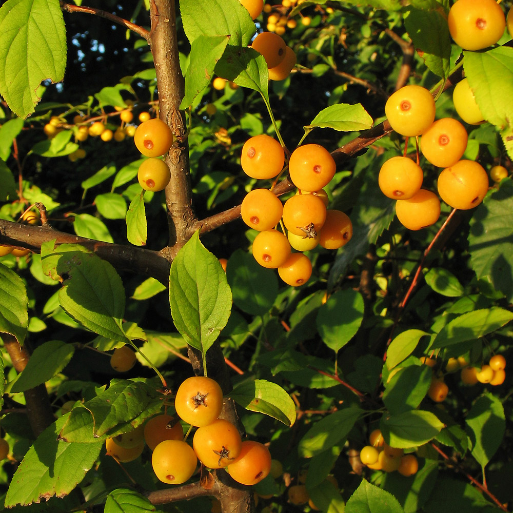 Изображение особи Malus floribunda.