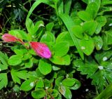 Rhododendron camtschaticum