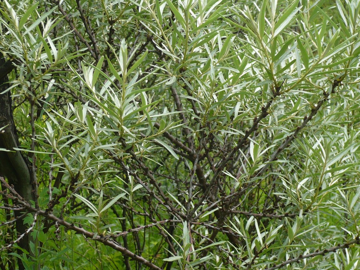 Image of Hippophae rhamnoides specimen.