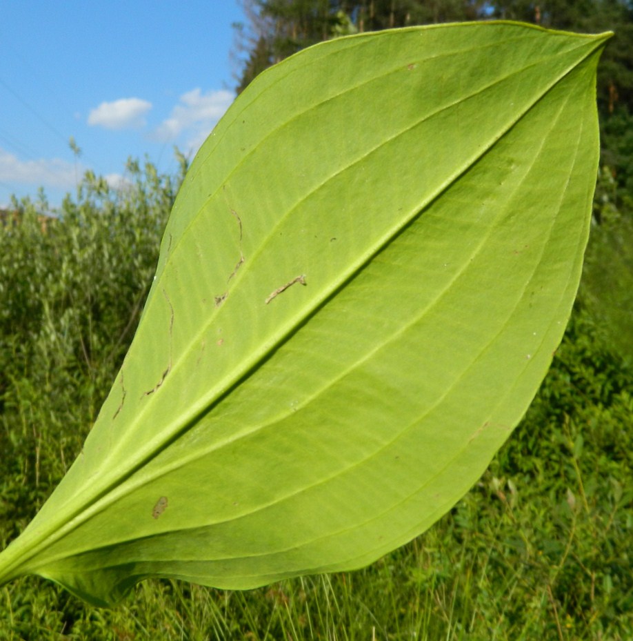 Изображение особи Alisma plantago-aquatica.