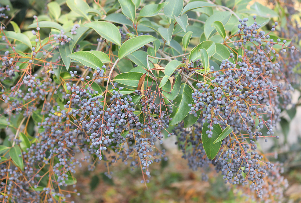 Image of Ligustrum lucidum specimen.
