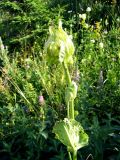 Cirsium oleraceum