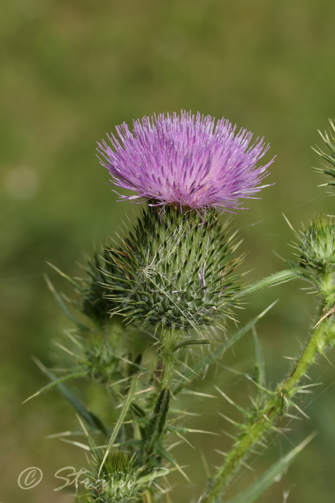 Image of Cirsium vulgare specimen.