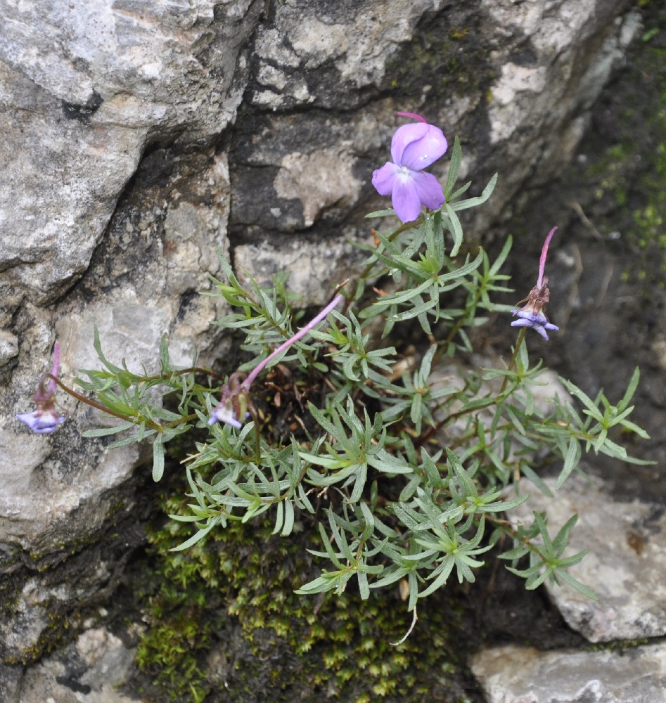 Изображение особи Viola delphinantha.