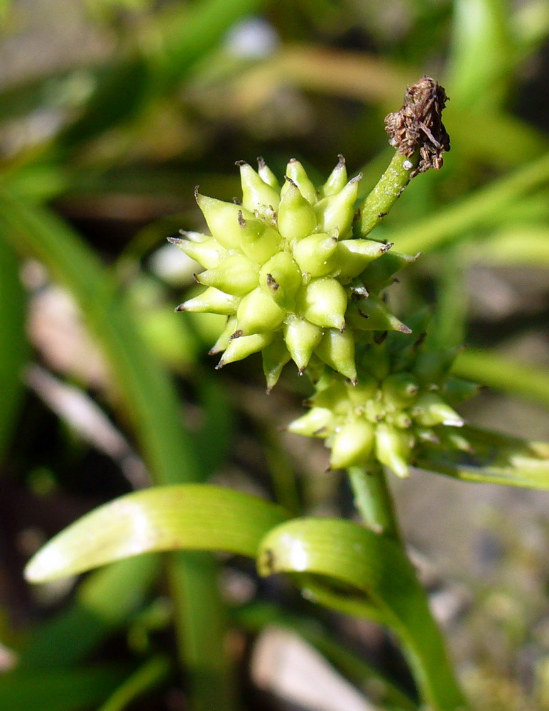 Image of Sparganium natans specimen.