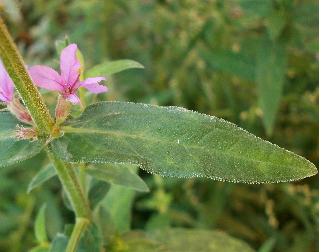 Изображение особи Lythrum tomentosum.