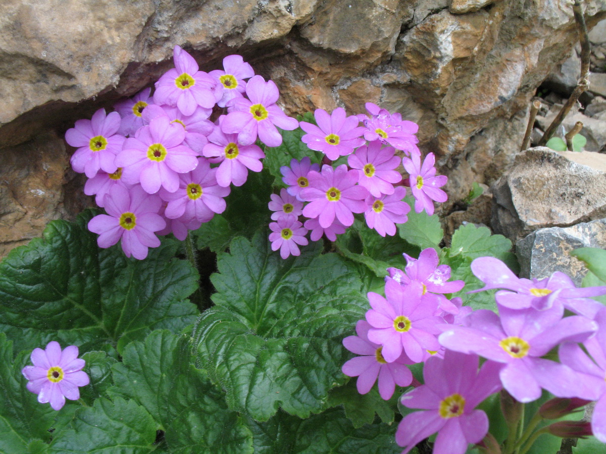 Image of Primula minkwitziae specimen.