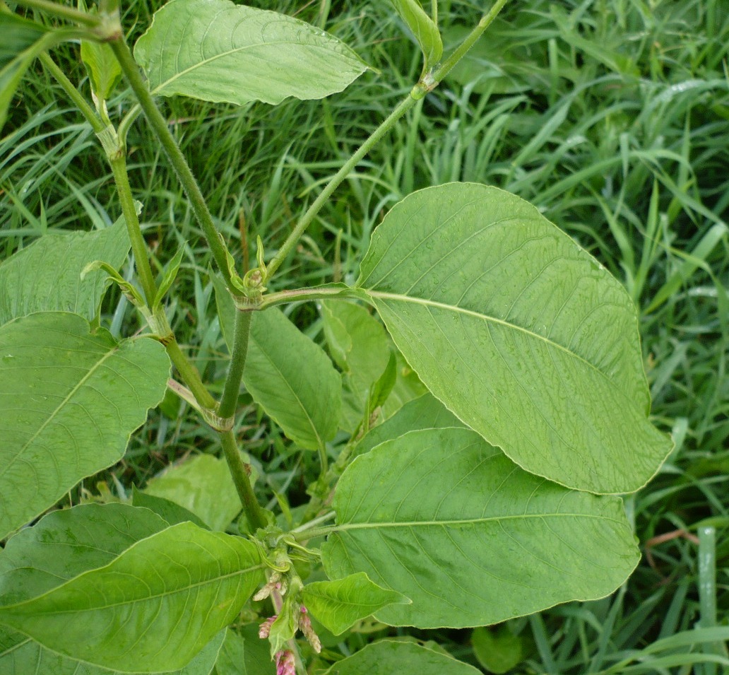 Image of Persicaria orientalis specimen.