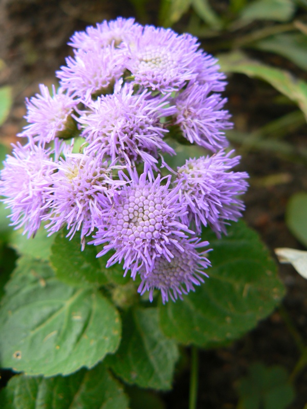 Image of Ageratum houstonianum specimen.