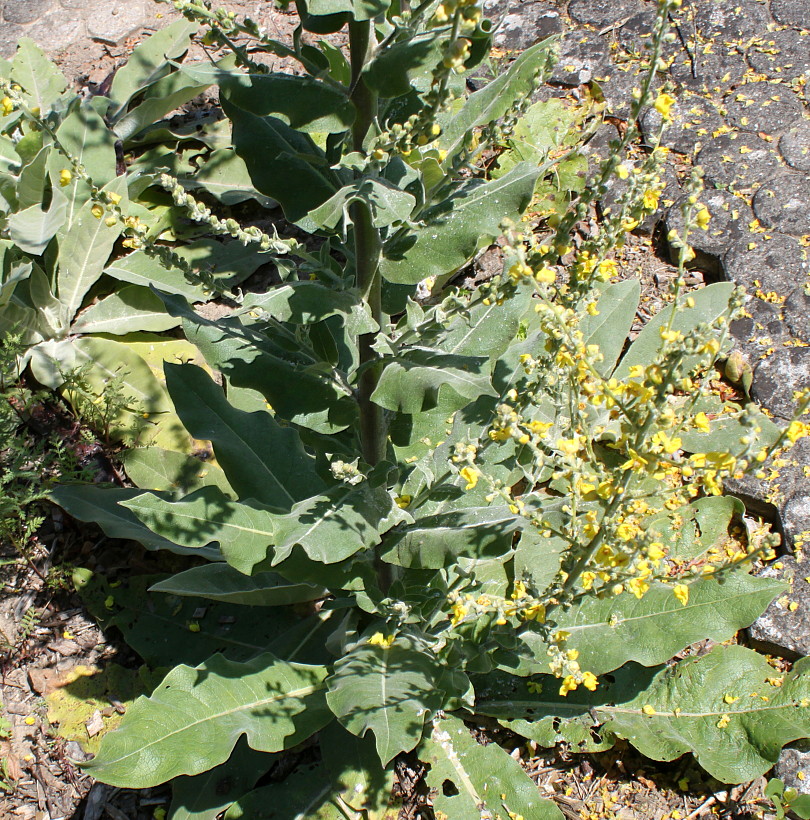Image of Verbascum pulverulentum specimen.