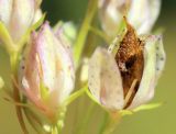 Image of taxon representative. Author is Пётр Шеенко