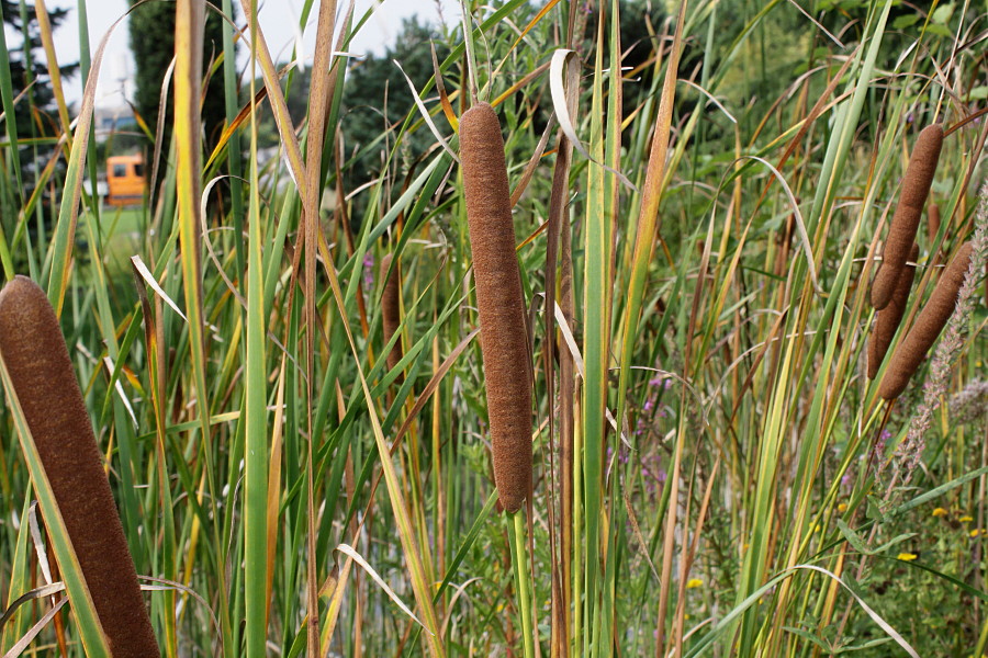 Изображение особи Typha angustifolia.