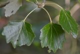 Populus alba