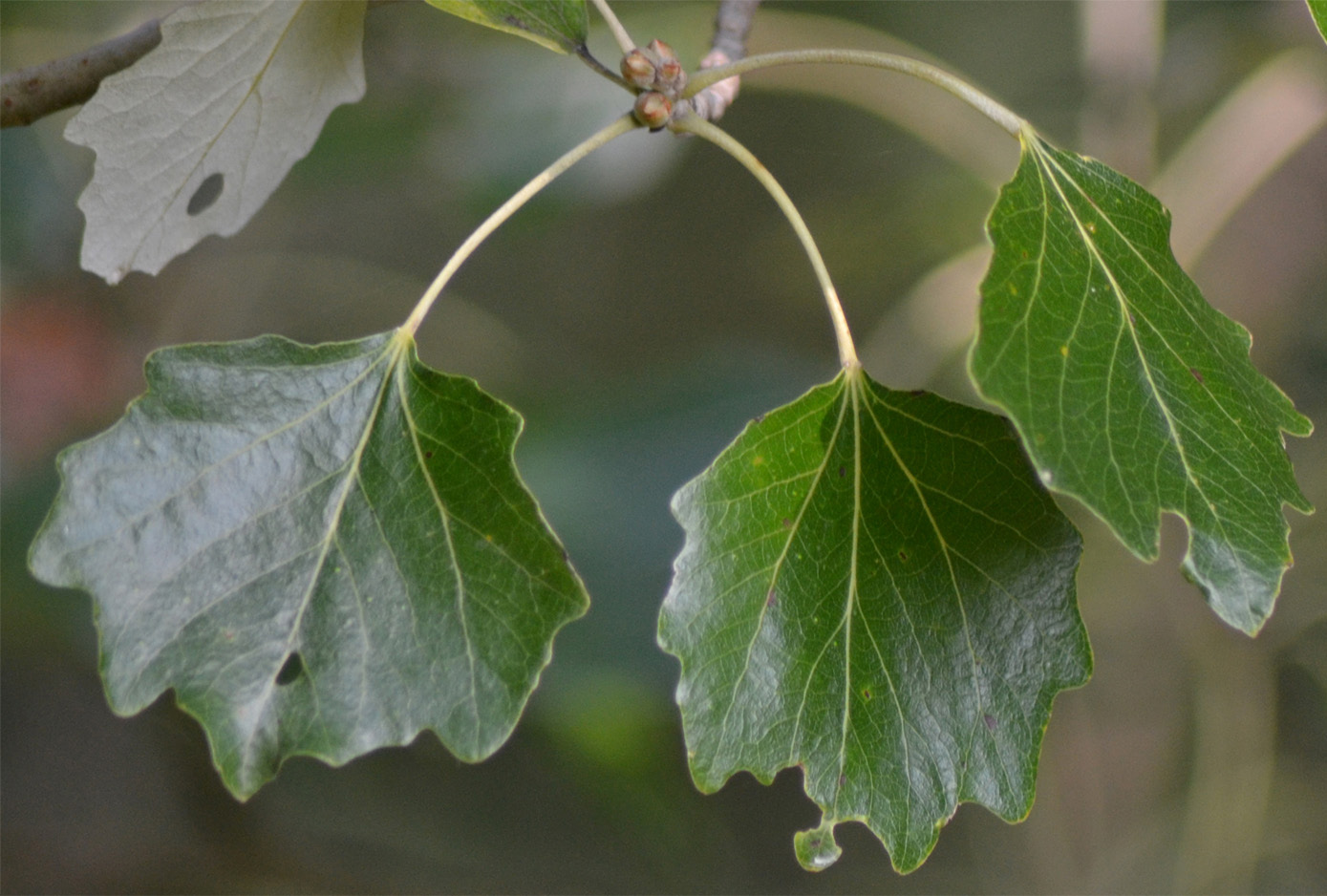 Изображение особи Populus alba.