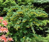 genus Berberis
