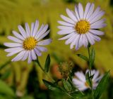 Boltonia asteroides variety latisquama. Верхушки побегов с соцветиями ('Nana'). Германия, г. Крефельд, Ботанический сад. 06.09.2014.