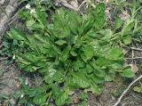 Ajuga reptans. Расцветающее растение, образующее ползучие побеги. Московская обл., Раменский р-н, окр. ж.-д. платформы Хрипань, смешанный лес у ЛЭП. 02.05.2014.