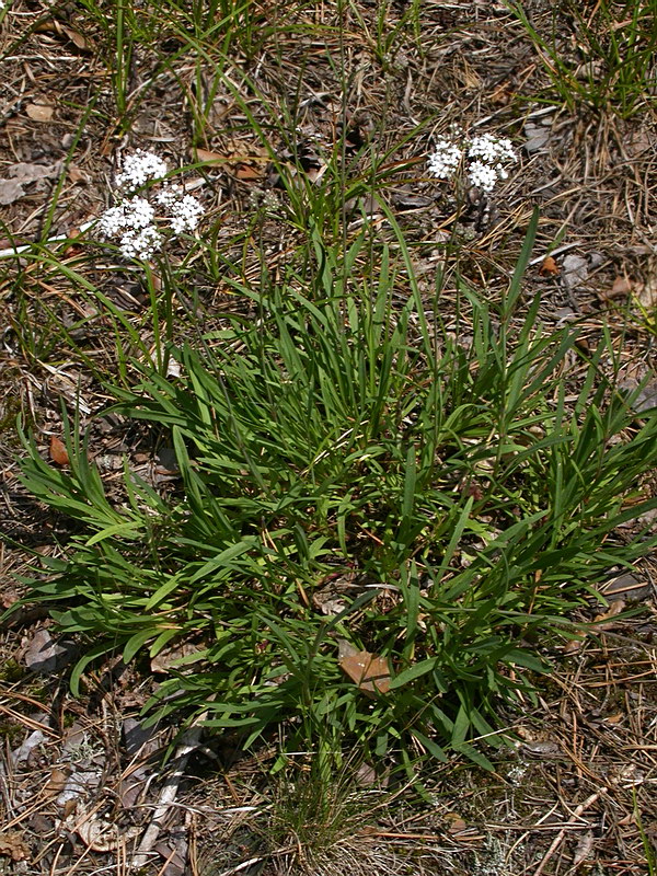 Image of Gypsophila fastigiata specimen.