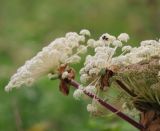 Angelica ursina