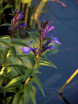 Image of Lobelia sessilifolia specimen.