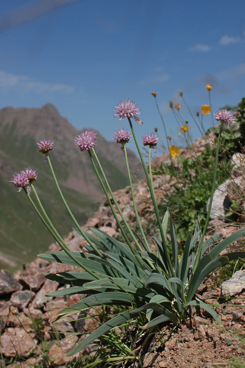 Изображение особи Allium carolinianum.