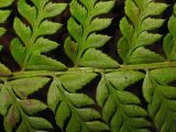 Polystichum aculeatum