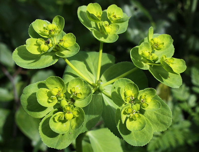 Изображение особи Euphorbia helioscopia.