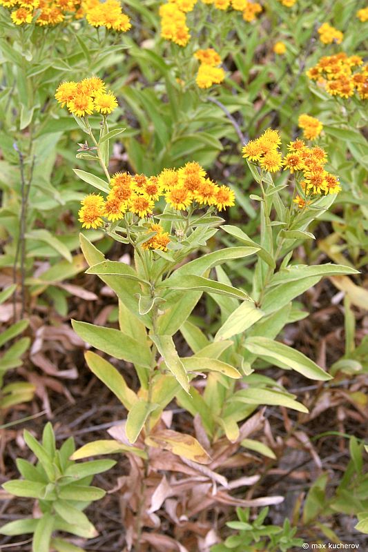 Image of Inula germanica specimen.