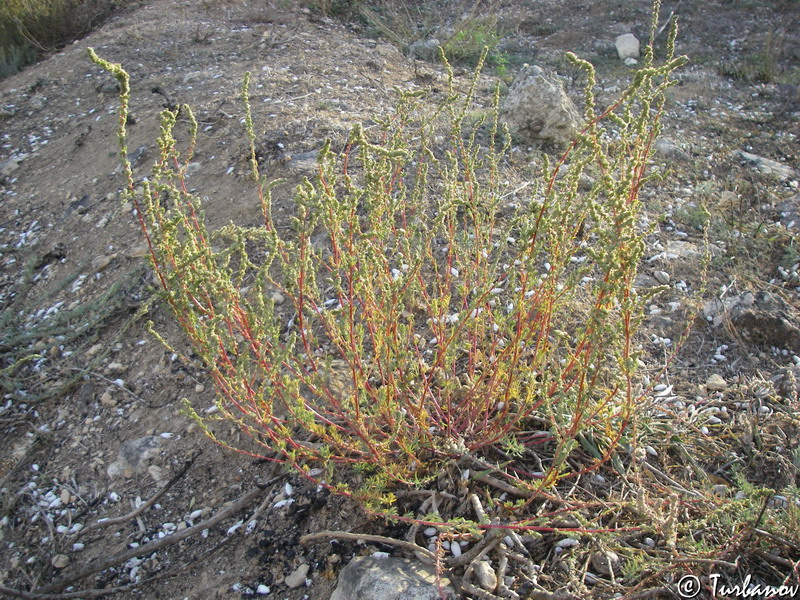 Image of Bassia prostrata specimen.