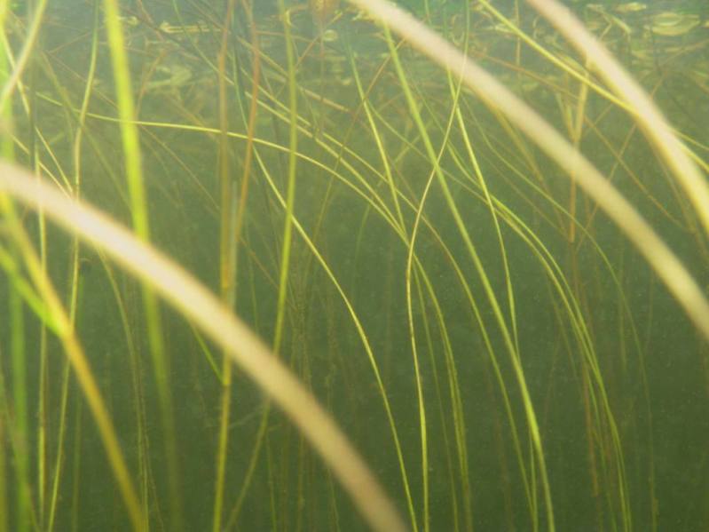 Image of Nuphar pumila specimen.