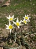 Tulipa buhseana