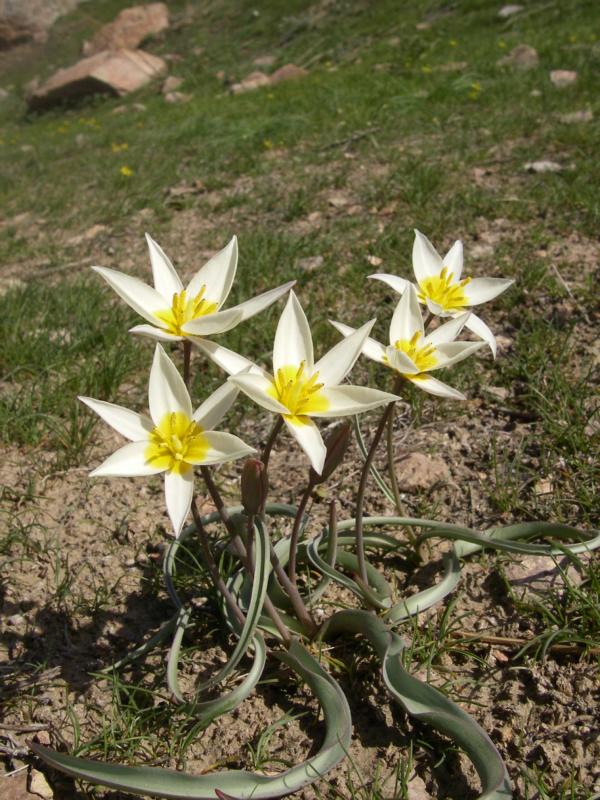 Изображение особи Tulipa buhseana.