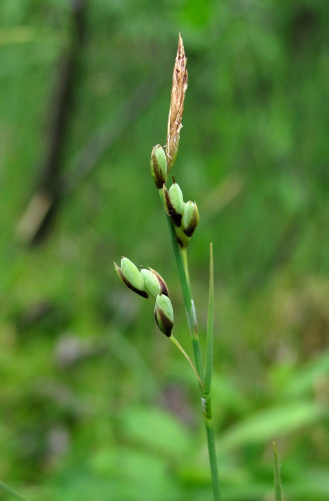 Image of Carex rariflora specimen.