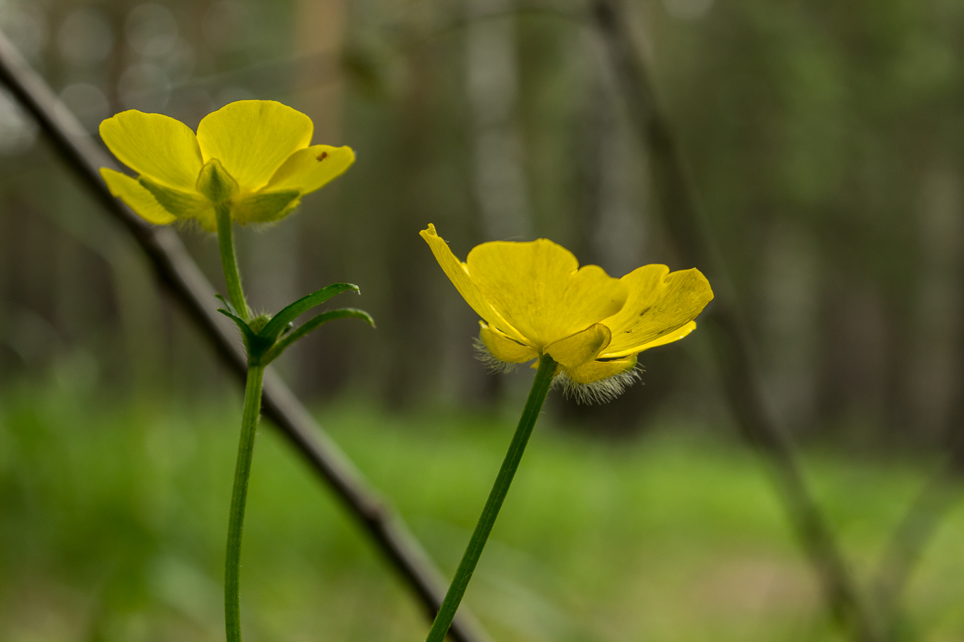 Image of Ranunculus polyanthemos specimen.