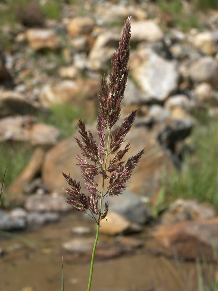 Изображение особи Calamagrostis balkharica.